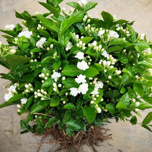 Càng có nhiều ánh sáng mặt trời, hoa nhài sẽ nở càng nhiều và hương thơm càng nồng. Nếu được chăm sóc đúng cách, cây có thể nở hoa liên tục trong suốt mùa hè.
