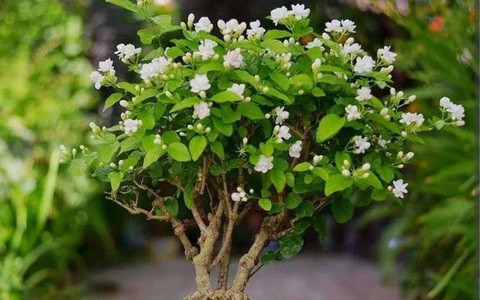 Chúng không chỉ có tác dụng làm sạch không khí mà còn có thể được hái và dùng để pha trà. Mùa hè là thời kỳ ra hoa rộ nhất của hoa nhài.