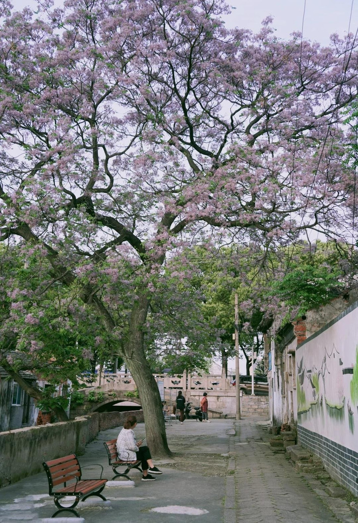 Thân cây rất cao, có thể cao tới 30 mét, vỏ cây màu nâu xám nứt dọc và có cành to rộng. Lá của cây là lá kép lông chim lẻ 2-3 lá, lá chét hình trứng hoặc hình mác, mép lá có răng cưa tù.