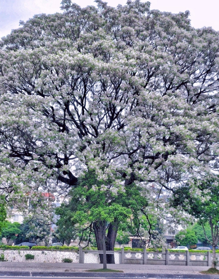 Ngôn ngữ của hoa xoan là lời hứa về tình yêu và tình yêu vĩnh cửu. Người xưa cho rằng, cây xoan là loài cây may mắn, khóa chặt vận may. Nếu gia đình có một cây xoan trước cửa, con cháu sẽ không bao giờ phải lo lắng về tiền bạc.