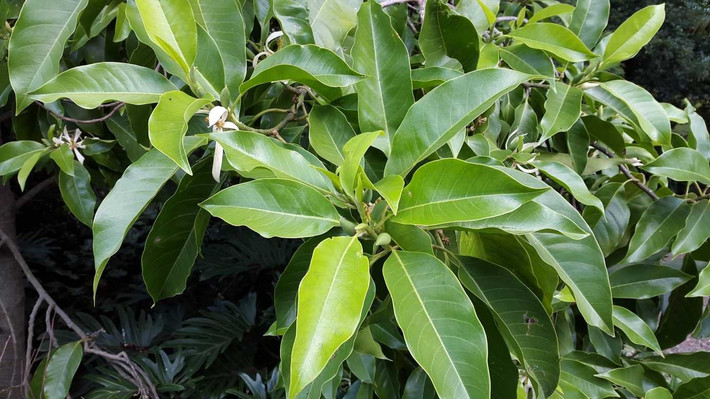 . Cây Ngọc lan. Cây cảnh ngọc lan trắng là loài hoa thơm phổ biến ở nhiều nơi. Hình dáng hoa độc đáo, cánh hoa dài, màu trắng, thanh thoát, hương thơm nồng nàn, tươi mát. Hoa của nó thường được dùng để chiết xuất tinh chất hoặc làm nước hoa cao cấp.