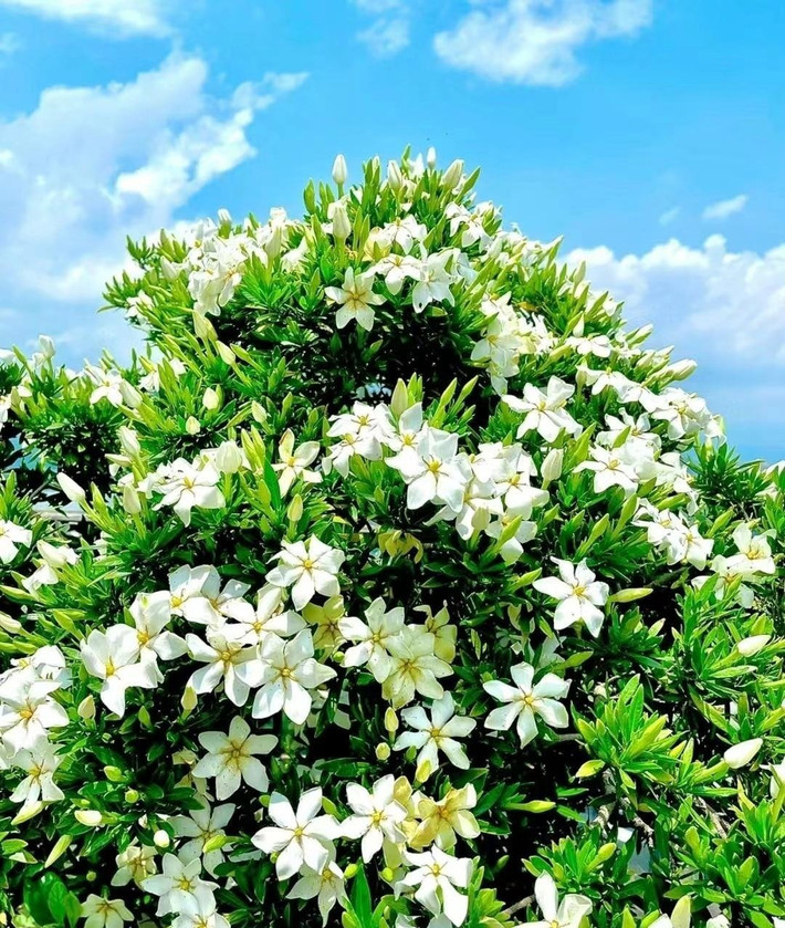 Đặc biệt là hoa dành dành cánh kép, những bông hoa thanh nhã và đẹp đẽ, nở giữa những chiếc lá xanh bóng như da thuộc, có mùi thơm quyến rũ và đẹp một cách lạ thường.