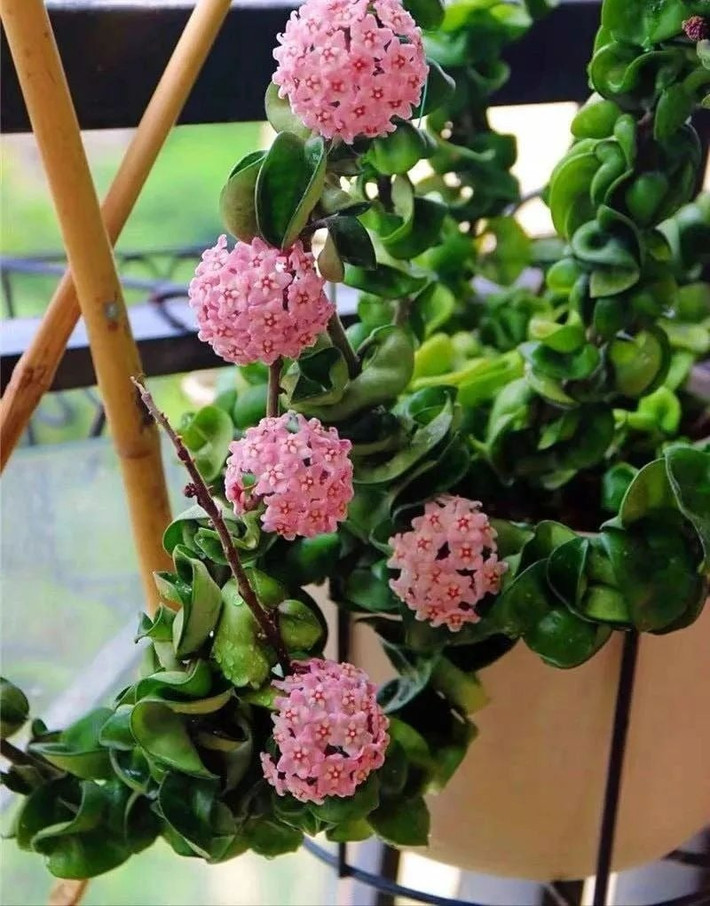 . Cây cẩm cù. Cẩm cù là cây bụi mọng nước lâu năm có khả năng leo mạnh. Cành của cây có thể dài tới hơn 2 mét và nở thành thác nước như bức tường hoa. Hoa lớn, gồm nhiều hoa nhỏ xếp thành hình cầu.