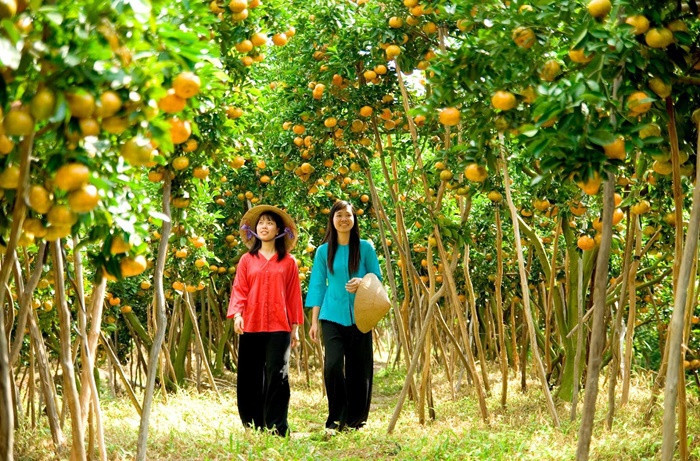 Cái Mơn, Chợ Lách, Bến Tre là nơi sản xuất cây ăn quả lớn nhất miền Tây. Đến đây, du khách sẽ được thưởng thức tận vườn các loại quả thơm ngọt như xoài cát, bưởi da xanh, nhãn tiêu, chôm chôm… Ngoài ra, bạn cũng có thể mua các loại trái cây về làm quà cho bạn bè, gia đình với mức giá hợp lý. Ảnh: Du lịch Việt Nam.