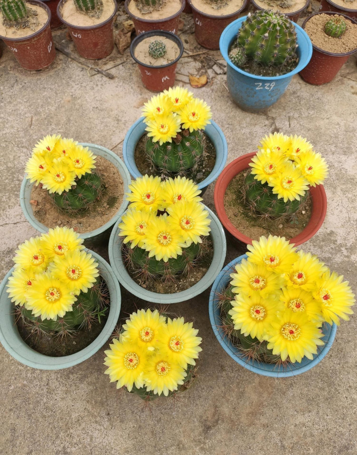 Những bông hoa Hamato có màu vàng óng, đường kính khoảng 4-5cm, nhiều lớp cánh hoa phân bố thành hình hoa thị, trong suốt, màu sắc tươi sáng như thể chúng được phủ một lớp bột huỳnh quang, phần nhụy màu đỏ ứng và tỏa ra một mùi thơm nhè nhẹ đặc trưng. Ảnh minh họa Toutiao