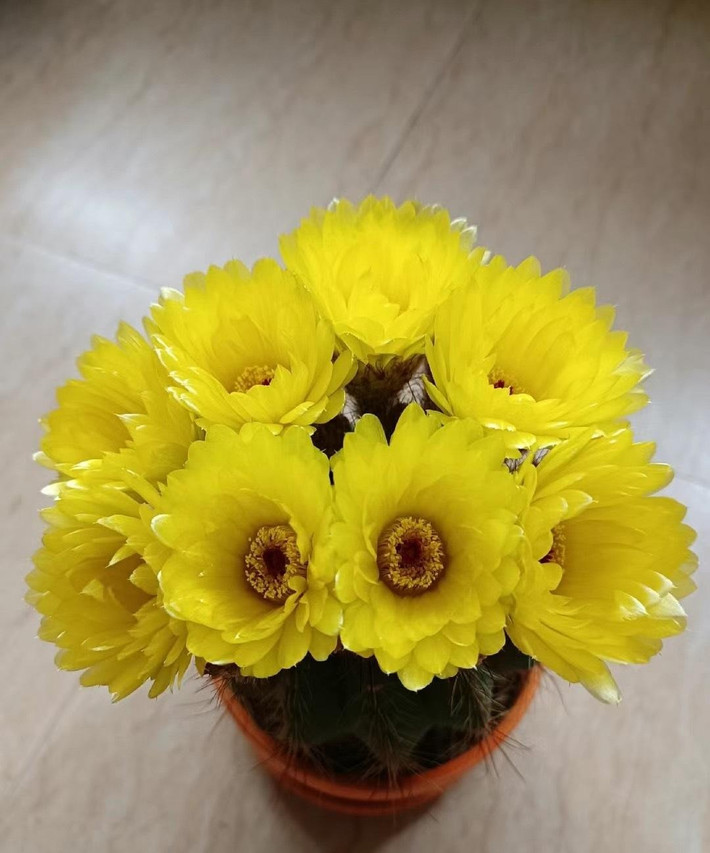 Xương rồng nói chung và xương rồng Hamato nói riêng có ý nghĩa rất quan trọng trong phong thủy. Cây cảnh này được nhà giàu ưa thích vì có thể gia tăng sự thịnh vượng cho gia đình. Trong phong thủy, loại cây này có tác dụng trấn trạch, xua đuổi những điều không may mắn ra khỏi nhà. Ảnh minh họa Toutiao