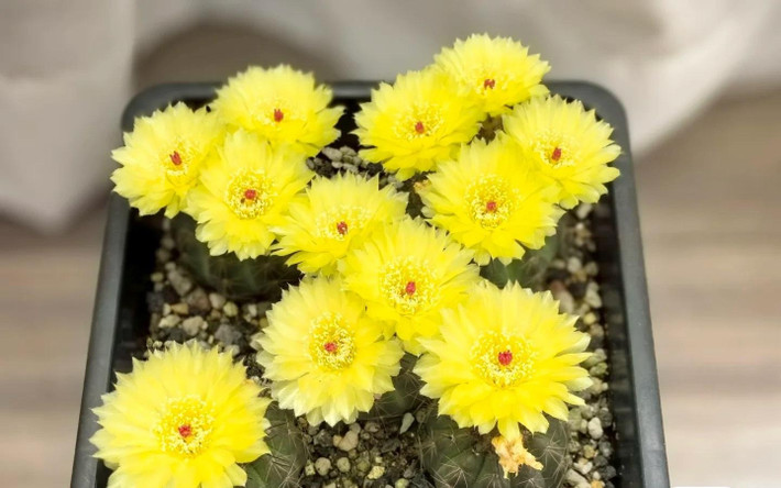 Xương rồng Hamato có tên khoa học là Hamatocactus setispinus, thuộc gia đình Xương rồng (Cactaceae). Đây là một loại xương rồng nổi tiếng, rất được những người yêu thích xương rồng ưa chuộng. Xương rồng Hamato không chỉ có hình dáng đẹp, thích nở hoa mà còn khỏe mạnh, dễ trồng. Ảnh minh họa Toutiao