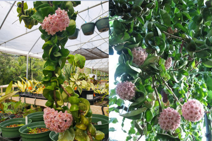 Cây cảnh cẩm cù là loài có nhiều sự đa dạng về lá kỳ lạ nhất mà bạn từng gặp. Chính vì thế mà người ta phân biệt cẩm cù qua lá, trong đó có cẩm cù lá tim, cẩm cù lá vuông, cẩm vù lá kiếm, cẩm cù lá xoắn...