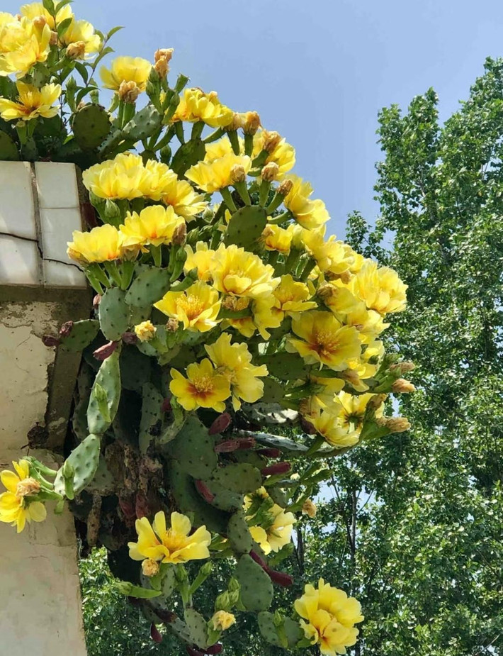 Xương rồng lê gai là cây mọc hoang dã, đầu xa cách và kiêu hãnh. Khó ai có thể lại gần chúng nhưng cũng có có gì ngăn cản chúng vươn thẳng, phát triển nhanh chóng.