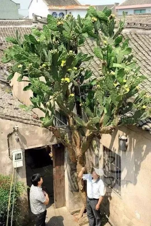 Tuy nhiên, mọi người thường kiêng đặt cây có gai trong nhà vì sợ ảnh hưởng vận khí đến gia chủ. Vì thế bạn có thể đặt xương rồng ban công, ngoài vườn hay sân trước nhà.