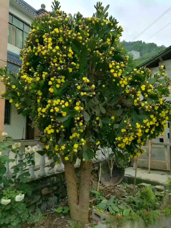 Nhiều cánh hoa xếp chồng lên nhau mở thành hình chiếc cốc lớn, có thể lên đến 5-6cm. Đầu nhụy màu xanh lục ở giữa được bao quanh bởi nhiều nhị hoa có đầu phấn hoa, có mùi thơm ngọt. Mỗi bông hoa chỉ tồn tại một ngày nhưng một chùm nụ sẽ nở trong nhiều ngày. Một nhóm cây có thể nở hoa trong vài tuần.