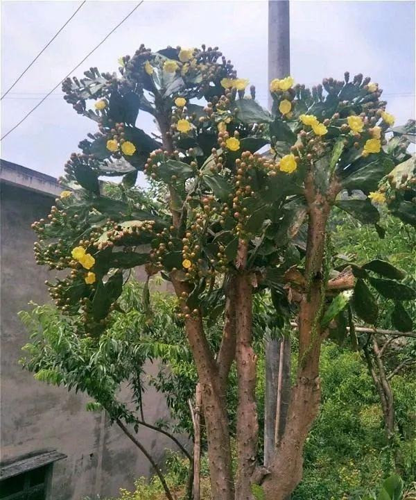 Chúng ken dày đến mức, nếu bạn cố ý trồng một bức tường xương rồng lê gai thì sẽ không có con người hay vật nuôi nào có thể chui qua mà không trầy da chóc vảy, đổ máu ngay tại hiện trường. Ảnh minh họa Toutiao