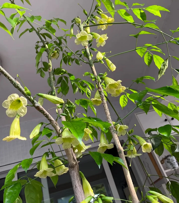 Hoa của cây hạnh phúc khá giống hoa cây rau muống nhưng có màu xanh trắng tao nhã. Hiếm khi nở hoa nên 1 khi hạnh phúc ra hoa, nhiều người tin rằng gia đình sắp được đón tin vui, điều tốt lành gõ cửa.
