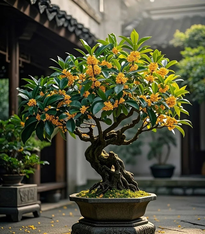 4. Cây cảnh: Mộc hương. Cây hương hoa quế có tên đồng âm với từ "quý" trong từ "phú quý", nghĩa là giàu có và may mắn. Ngoài ra, hơng hoa quế toả hương rất xa, chỉ cần trồng một chậu trong nhà là không gian sống sẽ thơm lừng.