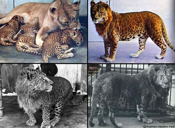 Tuy nhiên hành động này đã vướng phải sự lên án của các chuyên gia bảo tồn vì đây được xem là hành động phi đạo đức. Họ cho rằng các giống lai sẽ không giúp ích gì cho nỗ lực bảo tồn động vật hoang dã. Tuy nhiên, nó chứng tỏ rằng những động vật hoang khác nhau có thể trộn lẫn.