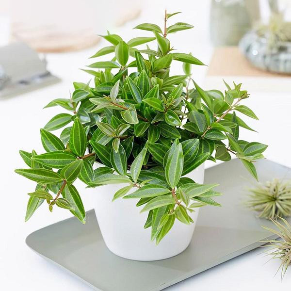 Nghe tên đã biết cây cảnh này mang ý nghĩa gì, cụ thể cây tượng trưng cho sự bình yên, sức khỏe và hạnh phúc, đặt trong nhà sẽ mang lại cho con người cảm giác an toàn.
