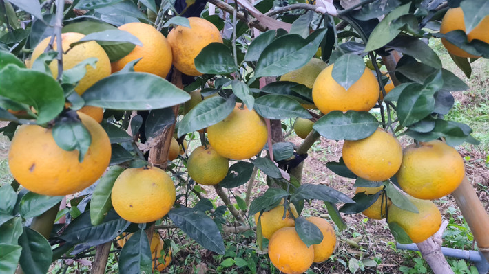 Trong văn hóa truyền thống, cây cam thường gắn liền với sự giàu có, may mắn nên việc trồng cây cam trong sân được coi là cách thu hút may mắn. Trong thời gian bảo dưỡng vào mùa đông cần đặt cây trong nhà để đảm bảo đủ ánh sáng và xanh quanh năm. Cây cam vàng lá, rụng lá thường là do thiếu nước, cần bổ sung nước kịp thời.