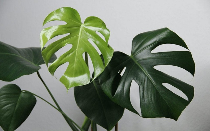 Cây cảnh trrầu bà lá xẻ: Lá của Monstera rộng và có thể hấp thụ các chất có hại trong không khí như bụi và khí độc hại. Thích hợp đặt trong nhà, đặc biệt thích hợp trồng trên ban công kín.