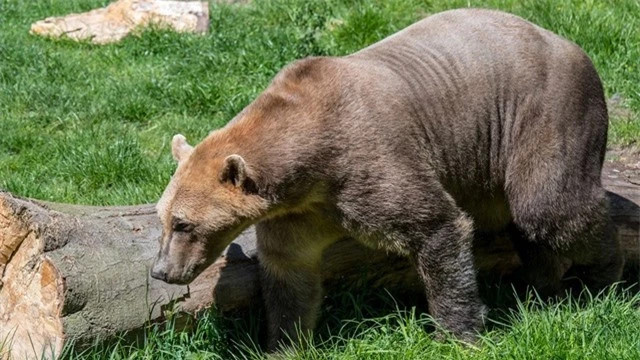 Gấu Pizzly: Khi một con gấu Bắc Cực ( Ursus maritimus ) và một con gấu xám ( Ursus arctos horribilis ) giao phối, chúng có thể tạo ra những giống lai được gọi là gấu "pizzly" hoặc "grolar". Mặc dù hiếm trong tự nhiên nhưng những giống gấu lai này đang bắt đầu lan rộng khắp Bắc Cực do biến đổi khí hậu.
