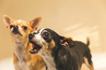 Loại thứ ba: nửa đêm chó sủa. Thế hệ cũ cho rằng chó sủa lúc nửa đêm không chỉ là cắn “ma” vì chó có thể nhìn thấy những thứ mà con người không nhìn thấy, nhưng cách giải thích như vậy chắc chắn là phản khoa học.
