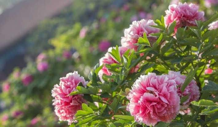 Ý nghĩa của hoa mẫu đơn là "hoa nở thịnh vượng, quốc sắc thiên hương, cao quý sang trọng", được yêu thích vì tượng trưng cho sự giàu sang. Để mẫu đơn nở hoa, vào đầu mùa xuân cần sử dụng phân hữu cơ trộn đều với đất. Sau khi trộn thì tưới nước cho đất thấm đẫm. Khi đất khô, cần phải xới đất thường xuyên để tránh việc rễ cây bị thối.