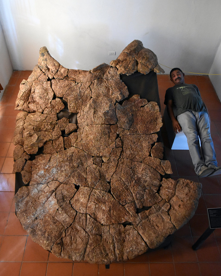 Stupendemys geographicus tính đến nay là loài rùa có kích thước to lớn nhất từng được con người phát hiện. Họ hàng gần nhất của loài rùa này là loài Podocnemis expansa sống trong một hệ thống đầm lầy khổng lồ ở Nam Mỹ.