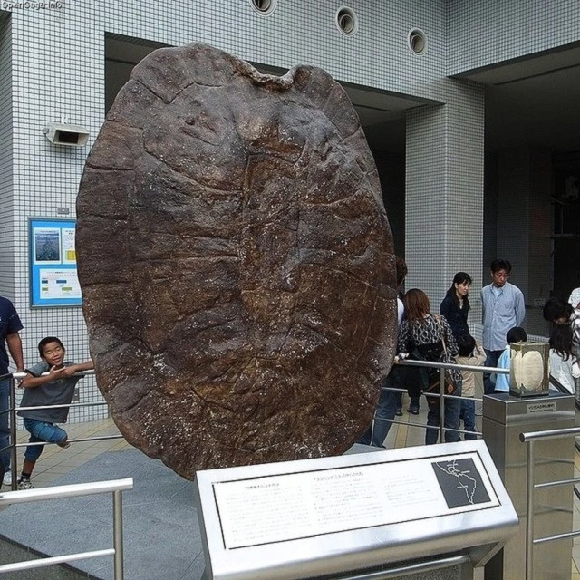 Sau nhiều năm nghiên cứu, các nhà khoa học cho rằng loài Stupendemys geographicus chủ yếu sống ở phần phía bắc của Nam Mỹ, đặc biệt tại các quốc gia như Brazil, Colombia, Venezuela,... - nơi phát hiện ra nhiều hóa thạch của chúng. Chúng dành phần lớn thời gian trong cuộc đời ở trong nước và thức ăn chủ yếu là thực vật.