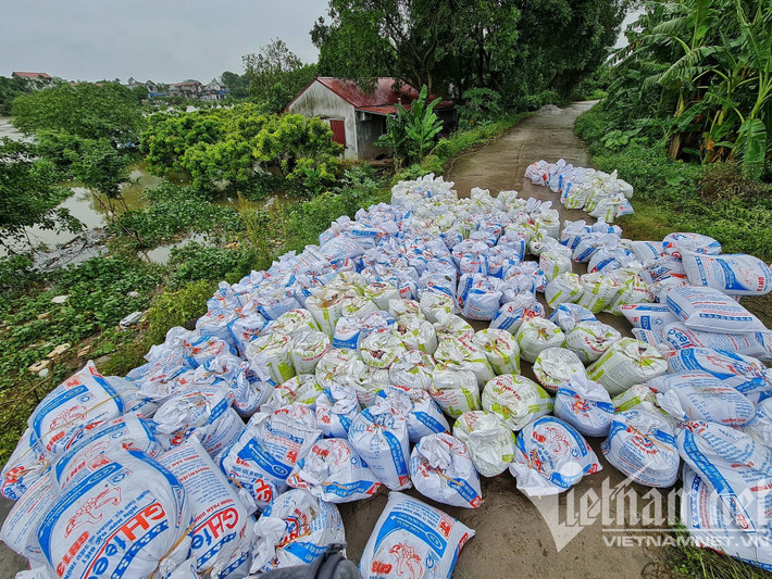 "Gia đình tôi ở đây khoảng hơn 6 năm, chủ yếu là trông coi trang trại. Những năm gần đây tình trạng ngập úng xuất hiện ngày một nhiều. Cách đây khoảng một tuần, đoạn đê hữu Đáy cách nhà tôi mấy bước chân bị sụt, dù lo lắng nhưng tôi vẫn ở đây để trông coi tài sản", ông Quý nói và cho biết, chính quyền xã Xuy Xá đấu nối nguồn điện của nhà ông để thắp sáng, hỗ trợ việc canh đê. (Chính quyền xã Xuy Xá chất hàng trăm bao tải cát để chống vỡ đê)
