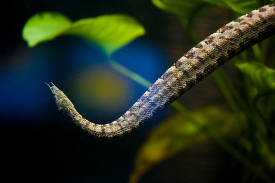 Đó là loài rắn có tên gọi là rắn râu, tên khoa học là Erpeton tentaculatum Lacepede. Rắn râu là loài rắn đặc hữu của khu vực Đông Nam Á. Đây là loài duy nhất trong chi Erpeton và chúng được biết đến với đặc điểm hai sợi râu đặc trưng phía trước miệng. (Ảnh: BiOLib)