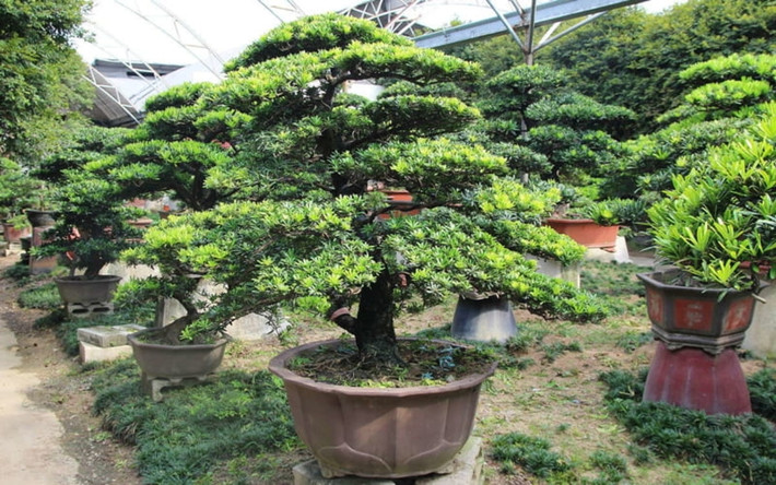 Hơn nữa, cây cảnh này còn có ý nghĩa về sự phồn vinh, thịnh vượng bởi vì cây có sức sống bền bỉ, luôn xanh tốt, tràn đầy sức sống, bất chấp mọi nghịch cảnh, khó khăn. Các gia đình giàu có thường trồng trong nhà cây cảnh tùng La Hán vì nó thể hiện sự giàu sang phú quý. Cây được chăm sóc càng xanh tốt có nghĩa tài lộc của gia đình không ngừng tăng trưởng dồi dào.