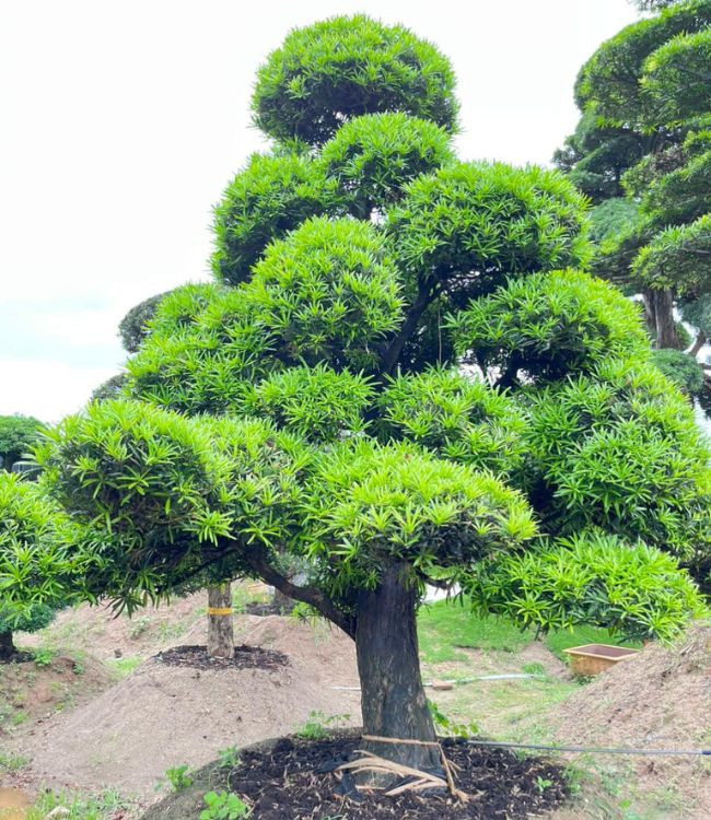 Người xưa cho rằng, tùng La Hán được giao nhiệm vụ quan trọng là xua đuổi tà ma và cai quản ngôi nhà. Nó giống như một người bảo vệ trung thành trong nhà, luôn canh giữ sự an toàn, yên bình cho gia đình và chống lại nhiều sự xâm nhập từ thế giới bên ngoài. Đồng thời, cây tùng còn tượng trưng cho tinh thần kiên trì, dũng cảm.