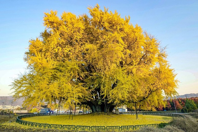 Tán lá vàng nổi bật trên nền trời xanh khiến chúng càng thêm yên bình và xinh đẹp. Mùa lá vàng bạch quả là cảnh đẹp mà ai cũng ao ước được ngắm nhìn. Khi lá rụng, chúng phủ lên mặt đất một tấm chăn vàng dày đặc, càng có ý nghĩa về tài lộc và sự giàu có.