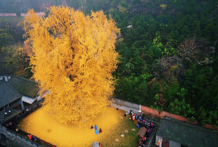 Lá của cây bạch quả chuyển sang màu vàng vào mùa thu, giống như bạn có cây vàng trong nhà. Theo thuyết phong thủy, bạch quả biểu trưng cho sự vương giả, thịnh vượng, giàu có. Đồng thời, nó còn tạo nên một bức tranh mùa thu tuyệt đẹp. Người xưa cho rằng, trồng bạch quả là một lời chúc tuyệt vời cho sự giàu có và thịnh vượng trong tương lai của gia đình bạn.
