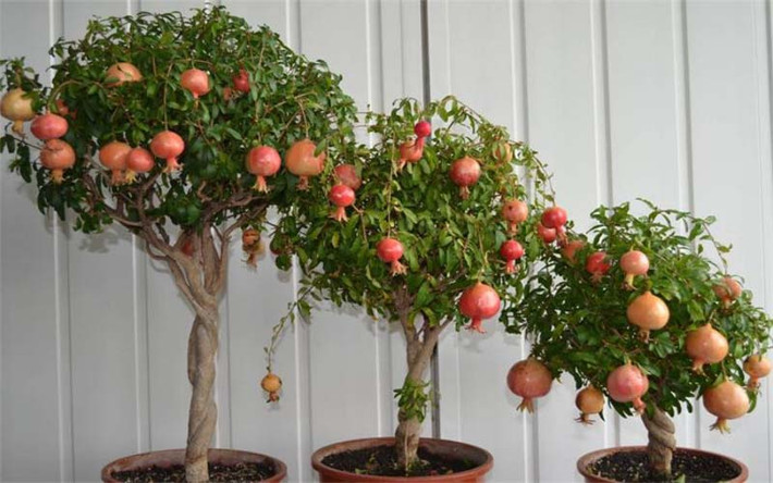 Mùa thu quả ngọt trĩu trịt treo trên cành như những chiếc đèn lồng, mang lại không khí lễ hội và thu hút may mắn. Hạt lựu như ngọc, tượng trưng cho con đàn cháu đống, phúc lành đầy nhà. Mùa đông, những cành khẳng khiu của cây lựu cũng mang lại nhiều ý nghĩa cảm khái về thời gian.