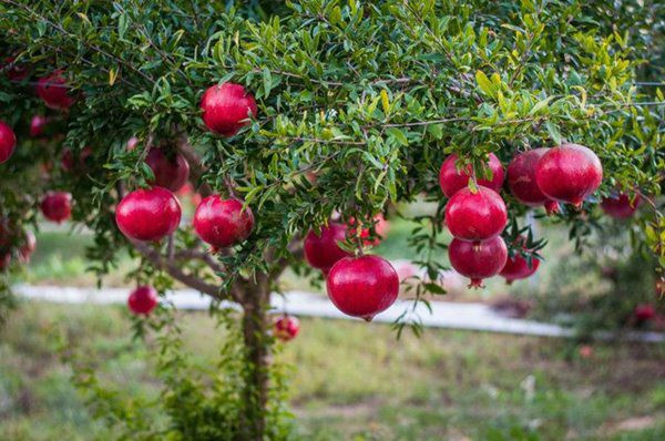 Đồng thời, sau khi năng lượng âm trong nhà không còn thì tài lộc, phúc lộc sẽ đến, vận khí trong nhà đương nhiên sẽ được cải thiện. Vận mệnh gia đình có quan hệ mật thiết với chất lượng các mối quan hệ trong gia đình, chỉ có hòa thuận mới có thể kiếm tiền.