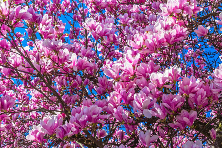 Cây mộc lan "nhị kiều" này thực chất là mộc lan đĩa (Saucer Magnolia), một loại cây rụng lá có nguồn gốc từ Đông Á. Tên khoa học của cây này là Magnolia x soulangiana. Cây cảnh này là sản phẩm của sự lai giống giữa 2 loài mộc lan Magnolia liliflora và Magnolia denudata. Ảnh minh họa Toutiao