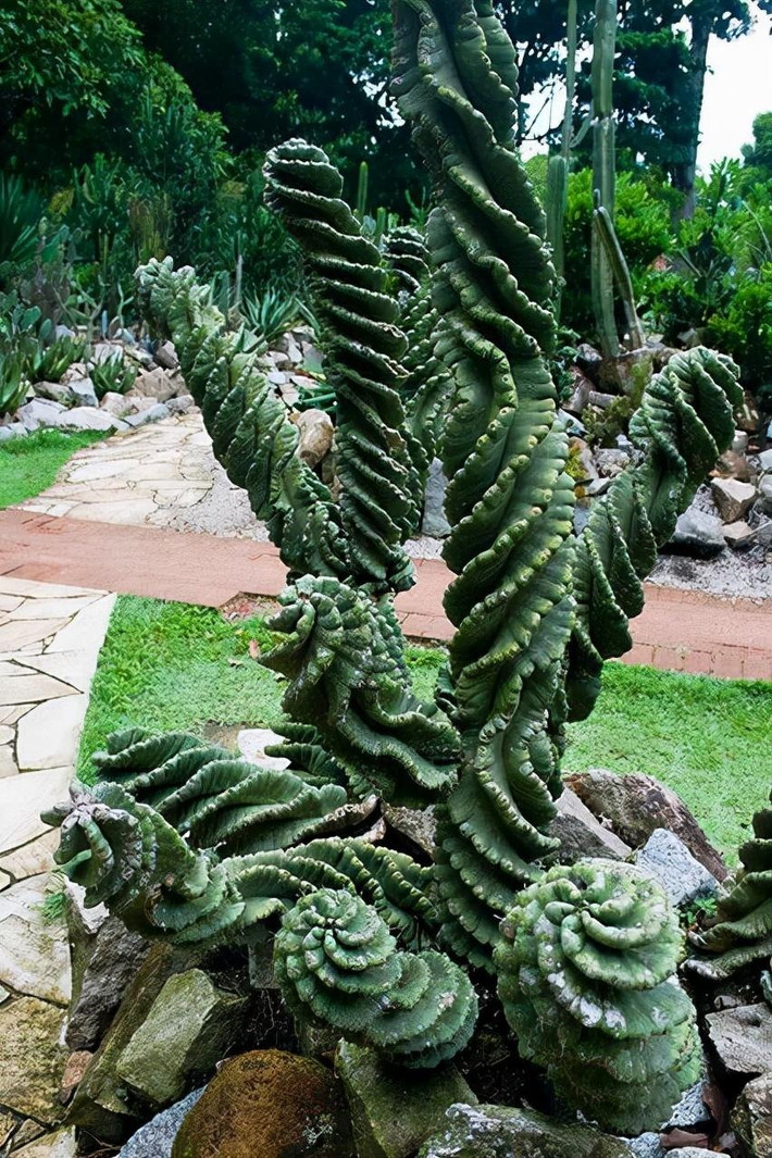 Xương rồng là một trong những cây cảnh có hình dáng đa dạng và bá đạo nhất trong thế giới thực vật. Chúng biến đổi hình dạng một cách đa dạng, theo đủ cách mà bạn khó có thể tượng ra và xương rồng lốc xoáy là 1 ví dụ. Ảnh minh họa Toutiao