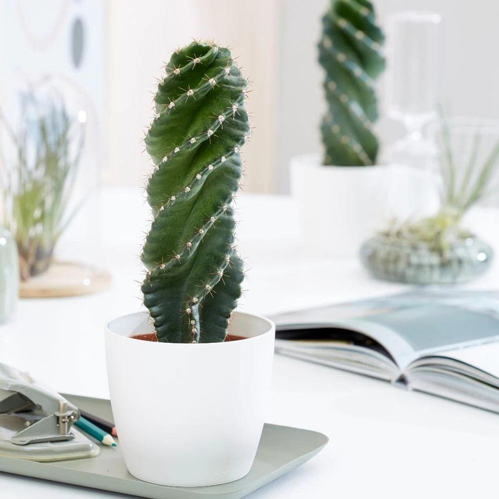 Xương rồng lốc xoáy hay xương rồng xoắn ốc có tên tiếng Anh thường gọi là Twisted Cactus (xương rồng lốc xoáy) or Spiral Cactus (xương rồng xoắn ốc), tên khoa học là Cereus validus 'Spiralis', còn được gọi là Cereus forbesii 'Spiralis'. Không nghi ngờ gì chúng thuộc gia đình Xương rồng (Cactaceae). Ảnh minh họa Toutiao
