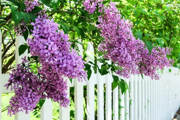 Đối với nhiều người, màu tím tử đinh hương mang vẻ u buồn. Ở quê hương của tử đinh hương có câu ngạn ngữ cổ: “Cô gái nào cầm hoa tử đinh hương sẽ không bao giờ được mang nhẫn cưới”. Cũng có tục lệ rằng trao tặng một cành tử đinh hương cho người yêu như một cách nói tế nhị rằng mối quan hệ của hai người đã chấm dứt. Ảnh minh họa getty images