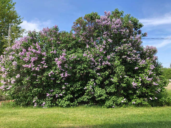 Tử đinh hương hay còn gọi là đinh tử, đinh tương, công đinh hương, hoa lilac. Tên tiếng Anh của cây cảnh này là Lilac, tên khoa học của nó là Syringa Vulgaris, là thực vật cây bụi thuộc họ Ô liu (Oleaceae). Ảnh minh họa reddit