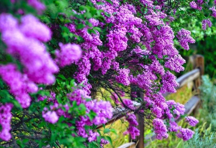 Như một cô gái trẻ khoác bộ váy thanh xuân nhảy múa khiến người ngắm nhìn cảm thấy vui vẻ, phấn chấn. Đây là thời điểm để bạn trồng cho mình vài khóm tử đinh hương để ngắm hoa vào mùa xuân.