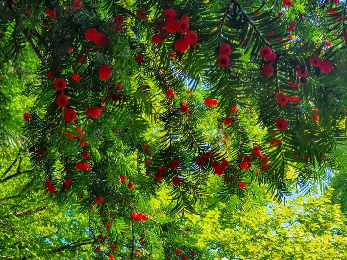 5. Người xưa dặn: Trồng thông đỏ trong nhà, thăng tiến và giàu có. Yew Tree (Taxus baccata) có lịch sử hàng nghìn năm. Tuổi thọ của cây cảnh thông đỏ (tên tiếng Anh là Yew) có thể lên tới hơn 5.000 năm. Đây là cây cảnh trường sinh thực sự, mang ý nghĩa về sức khỏe và trường thọ. Nhiều người cao tuổi thích chăm sóc cây cảnh này tại nhà. Ảnh minh họa eiben-art