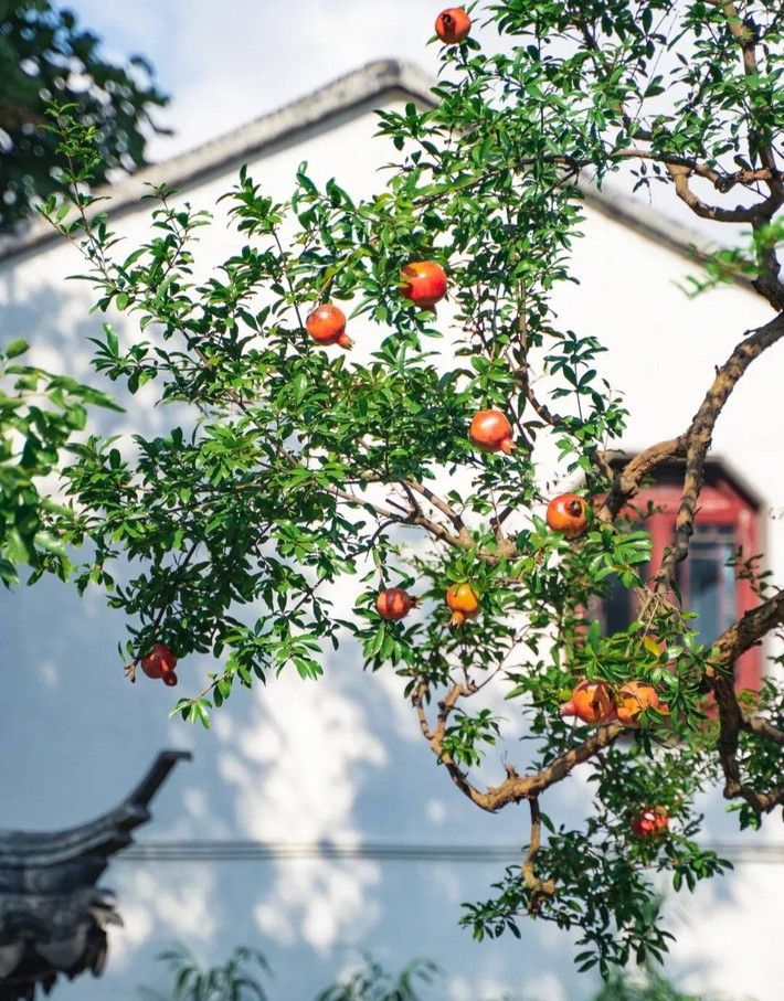 Từ lâu, người xưa đã thích trồng lựu trong nhà vì nó mang nhiều ý nghĩa may mắn. Hoa lựu đỏ, quả lựu cũng màu đỏ, tất cả đều tượng trưng cho hỷ tín, vận may, hạnh phúc. Ảnh minh họa Toutiao
