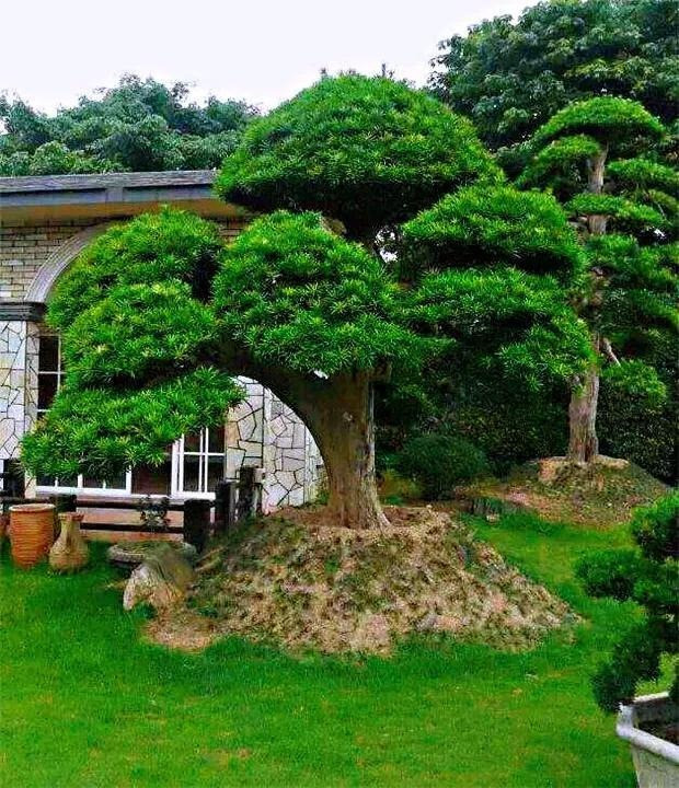 Cây tùng La Hán sinh trưởng khá chậm nhưng có tuổi thọ rất cao. Theo người xưa, cây tùng La Hán còn được mệnh danh là “cây cất giữ của cải” bởi vì khi cây cảnh này nhiều tuổi rất có giá trị về kinh tế. Đây cũng là cây cảnh "gia truyền" được cha ông để lại cho con cháu, có ý nghĩa tốt đẹp, tạo phúc cho thế hệ mai sau. Ảnh minh họa Toutiao