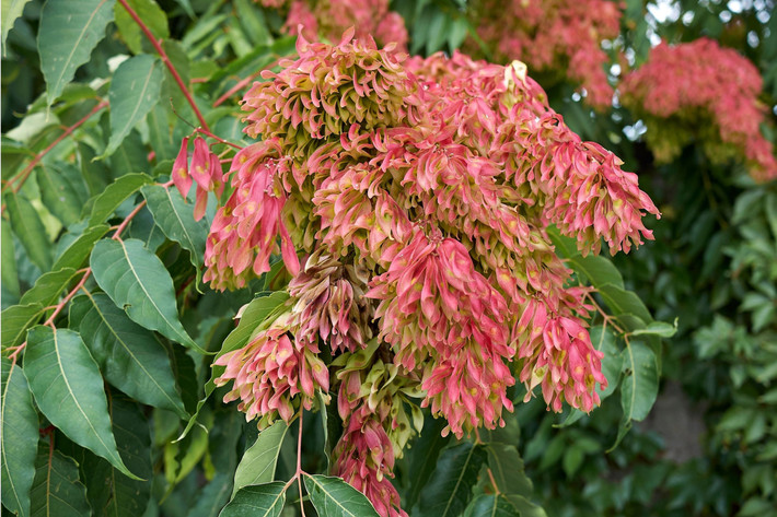 Không như các loài khác của chi Ailanthus, nó được tìm thấy ở vùng ôn đới nhiều hơn nhiệt đới. Nó có thể đạt chiều cao 15 mét trong 25 năm. Loài cây này có vẻ ngoài dễ mang lại sự nhầm lẫn với cây hương xuân (tên khoa học là Toona sinensis, tiếng Anh: Chinese toon, Chinese cedar, red toon) hoa và quả có sự khác nhau rõ rệt. Ảnh minh họa earth