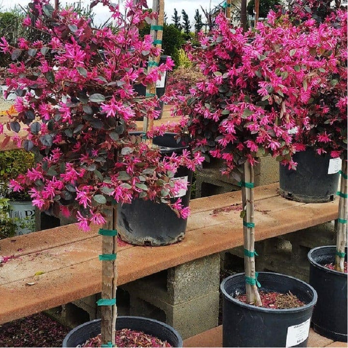 Ngôn ngữ loài hoa là giàu có, hạnh phúc và đồng hành trọn đời. Sắc hồng tím đậm đẹp mắt của lá và hoa mang ý nghĩa biểu trưng cho sự thu hút may mắn và tài lộc, đường công danh được thuận buồm xuôi gió cho gia chủ, nhất là những người thuộc mệnh Hỏa và Thổ. Người xưa khuyên trồng hồng phụng trong nhà để con cháu tài giỏi, xinh đẹp, có tên trên bảng vàng.