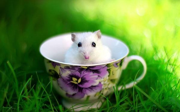 Những ngày khốn khó lui ra xa nếu bạn nắm bắt nhanh chóng cơ hội hợp tác làm ăn trong thời gian tới đây. Công việc tạo ra hiệu suất, hiệu quả vượt ngoài chỉ tiêu; bản mệnh được cấp trên hết lời khen ngợi.