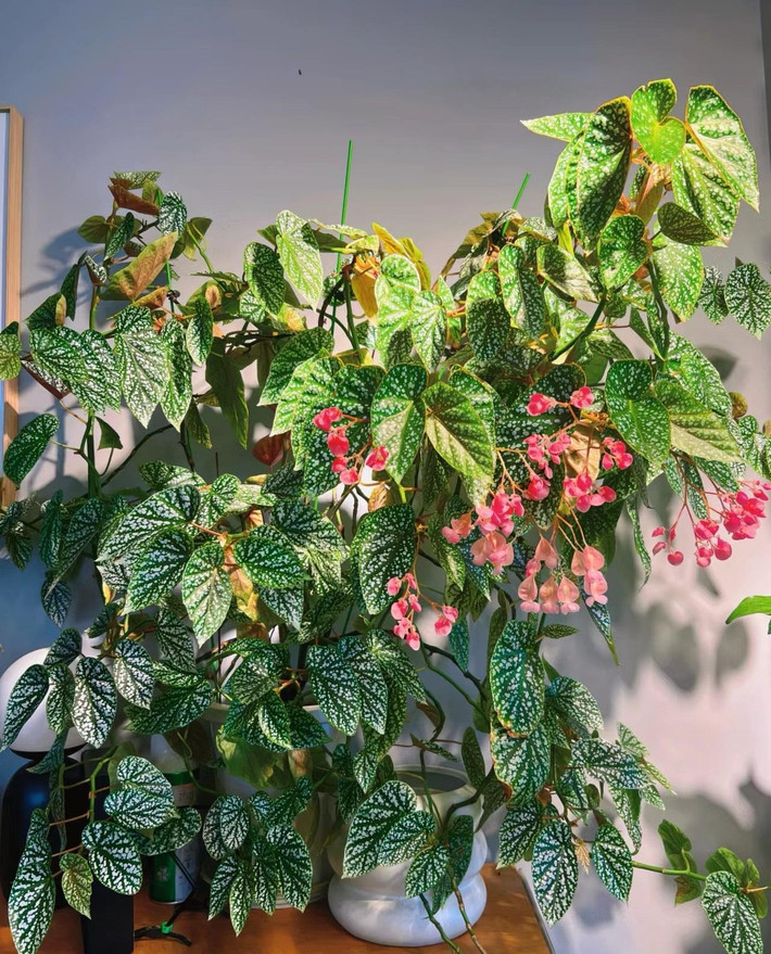 Thu hải đường tuyết phủ (Begonia "Snow Capped") là một trong những cây cảnh đẹp cả hoa lẫn lá. Chúng là giống lai của thu hải đường thân gỗ, có chiều cao hơn hẳn những cây thu hải đường thân thảo khác.
