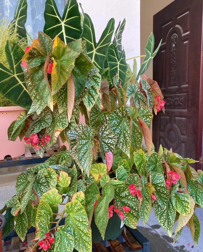 Một trong những ưu điểm được yêu thích nhất của thu hải đường tuyết phủ có hình dáng cây rất đẹp. Chúng là cây thân gỗ, thân thẳng đứng, có chia đốt như đốt tre, phân nhánh tốt, cành xum xuê.