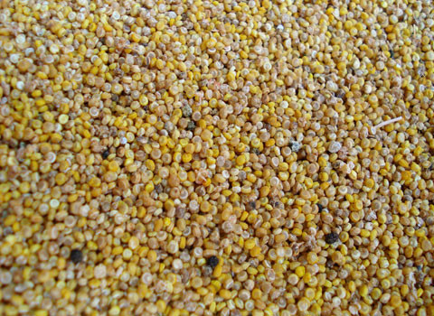 Hạt Quinoa. Loại hạt này có chứa nhiều dinh dưỡng. Nó thường chứa nhiều protein, nó có thể để được lâu trên tàu không gian.
